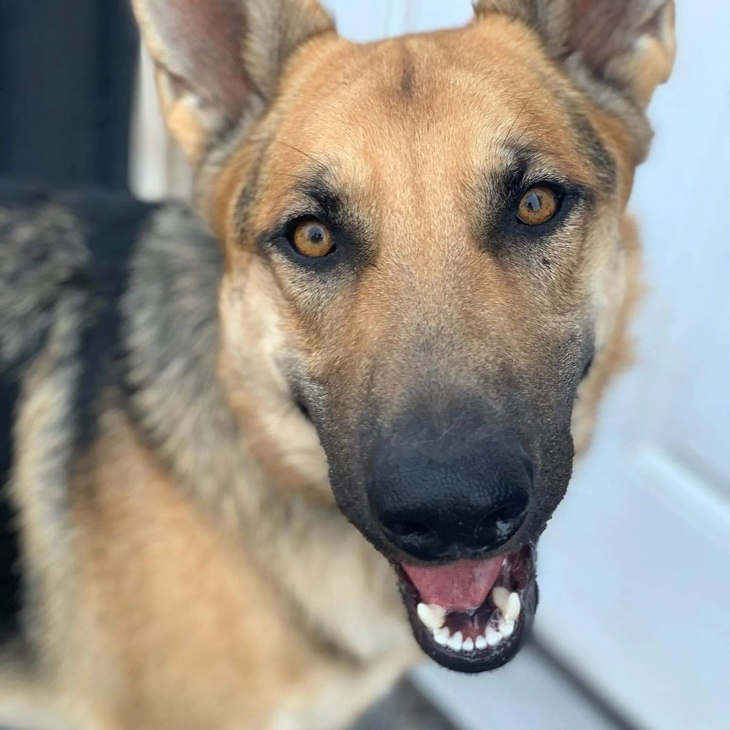 German Shepherd dog looking directly at the camera with a blurred background