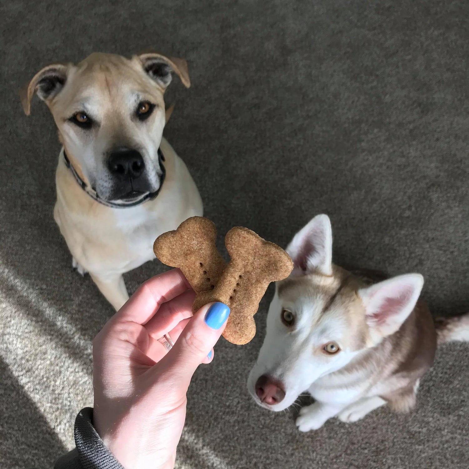 Two dogs looking at a hand holding two dog biscuits on a carpeted floor.